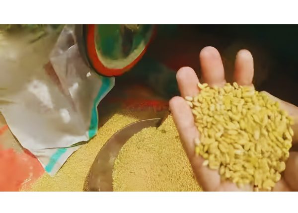 Murshid Farm Industries Implement Wheat Thresher processing wheat grains.