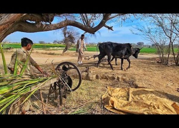A farmer chopping food with a Murshid Farm Industries Implement fodder chopper using bull power.